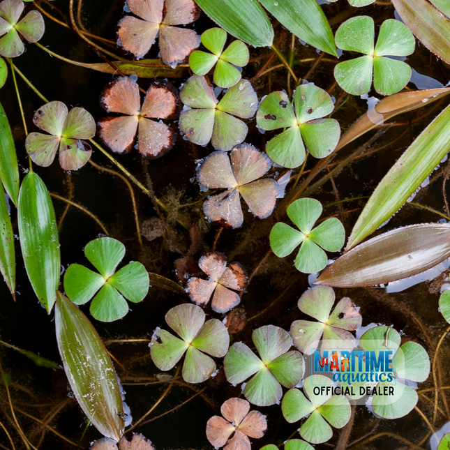 Marsilea crenata (Terracotta Pot)