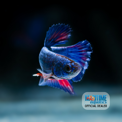 Betta Female (Betta splendens)