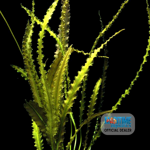 Aponogeton crispus