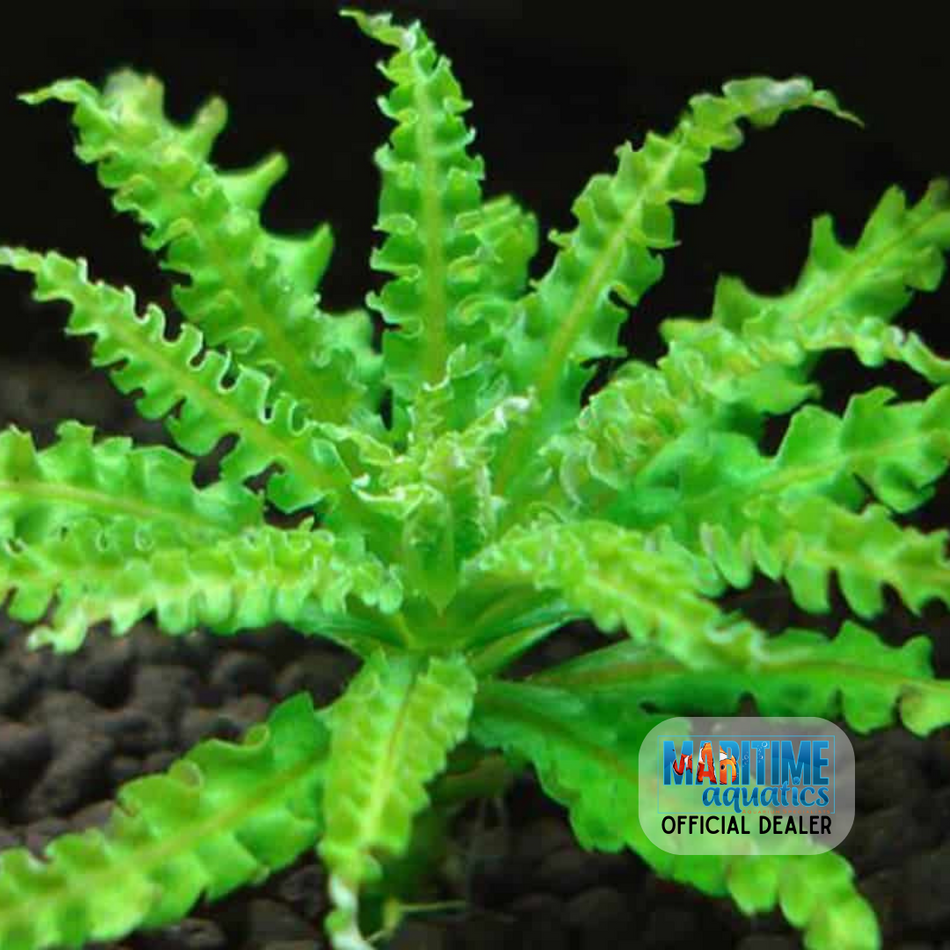 Tissue Culture Pogostemon helferi