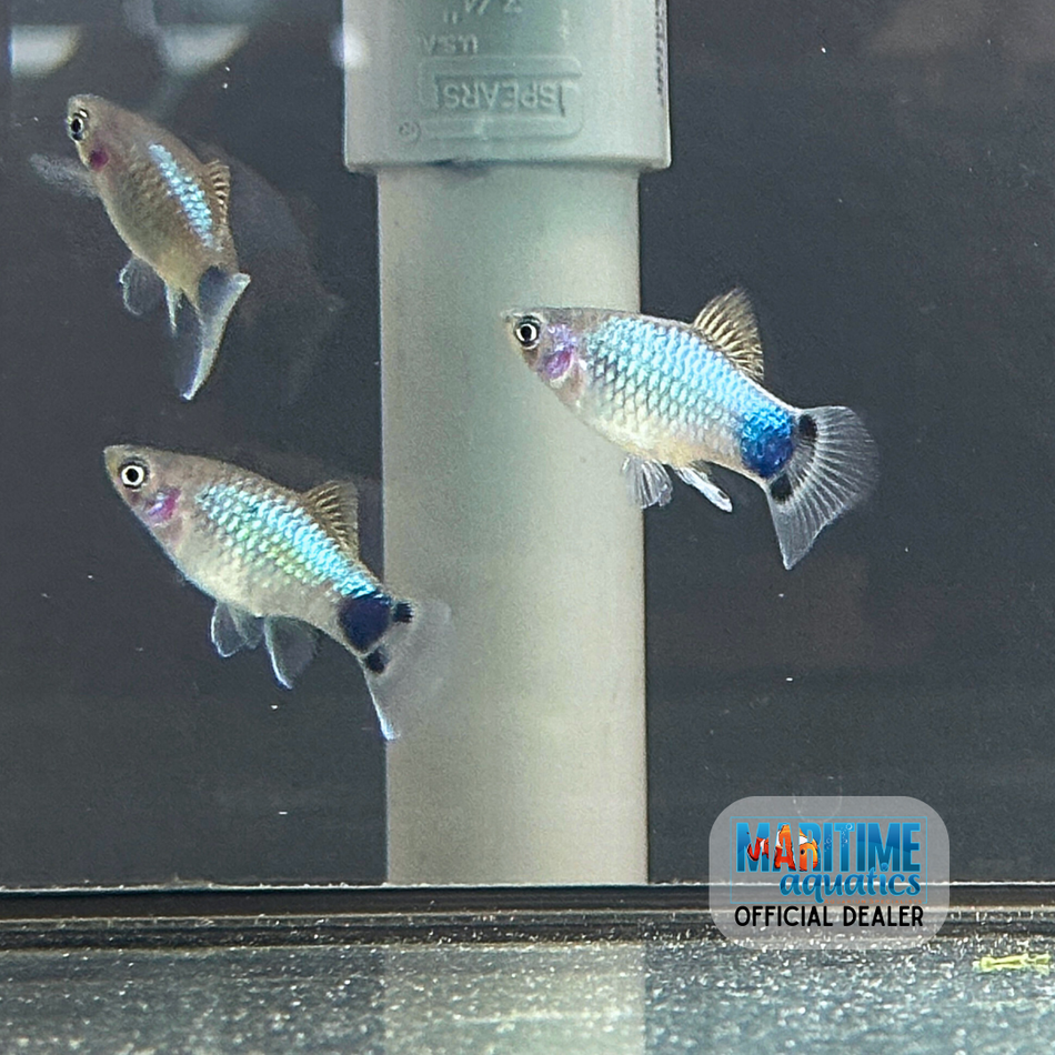 Platy Neon Blue Mickey Mouse (Xiphophorus maculatus)