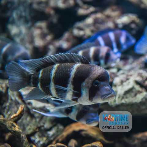 Cichlid Frontosa Burundi (Cyphotilapia gibberosa)
