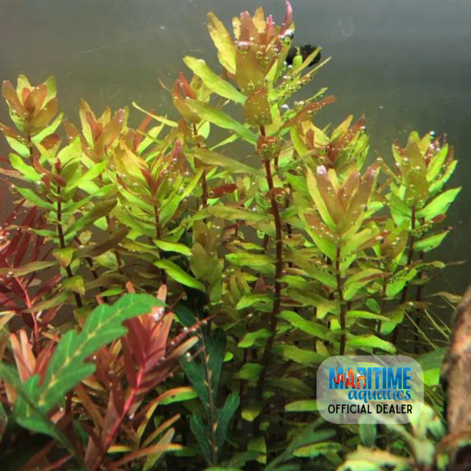 Plant ter. pt Rotala macranda 'Green'