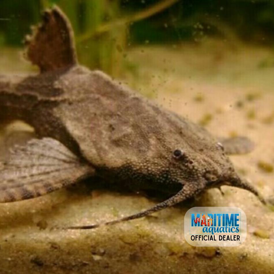 Catfish Banjo (Bunocephalus coracoideus)