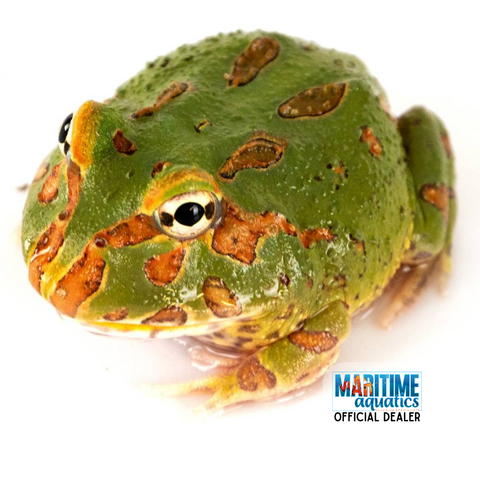 Reptile Livestock Amphibians