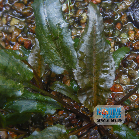 Cryptocoryne Tropica (Pot)