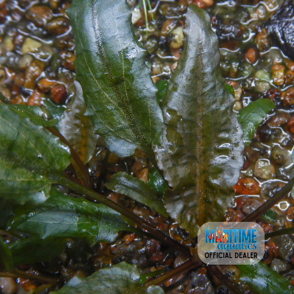 Plant Potted Cryptocoryne tropica