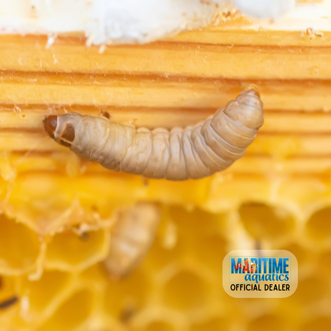 Waxworms
