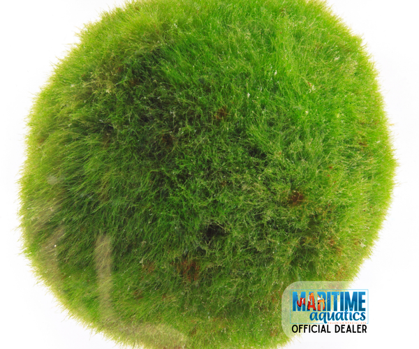 Marimo Moss Ball – Summit Pets