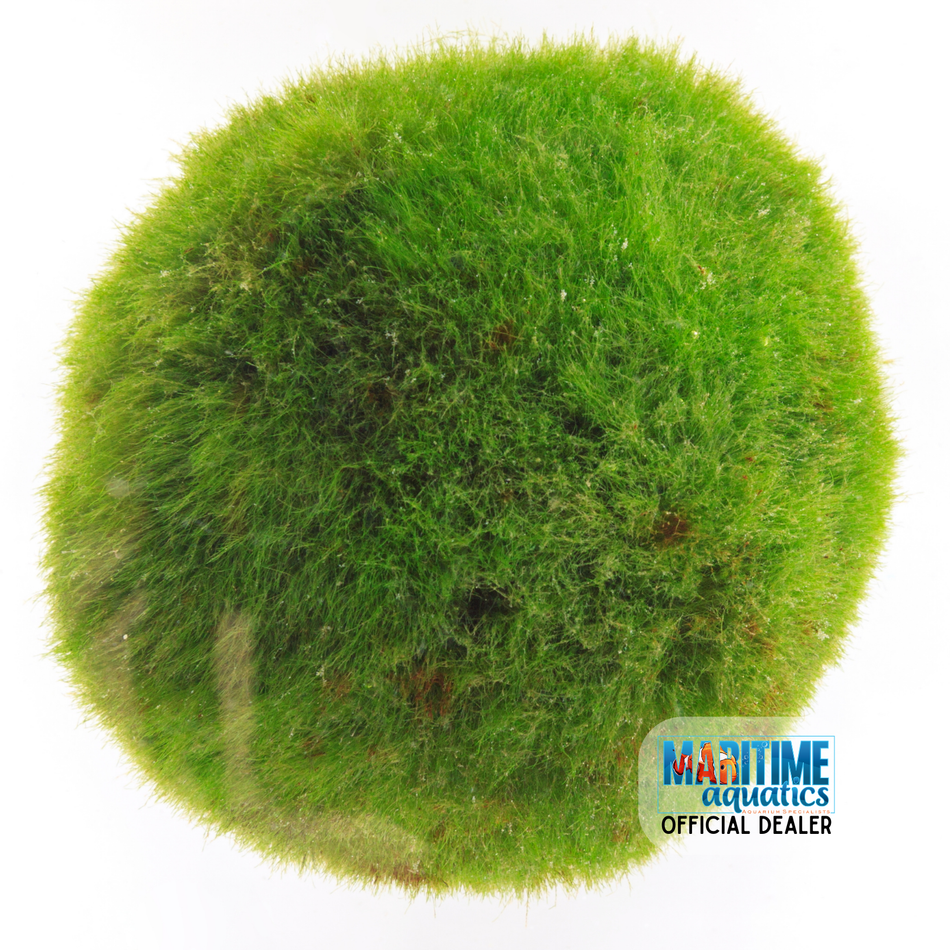 Marimo Moss Ball - Zebra Muscle Free
