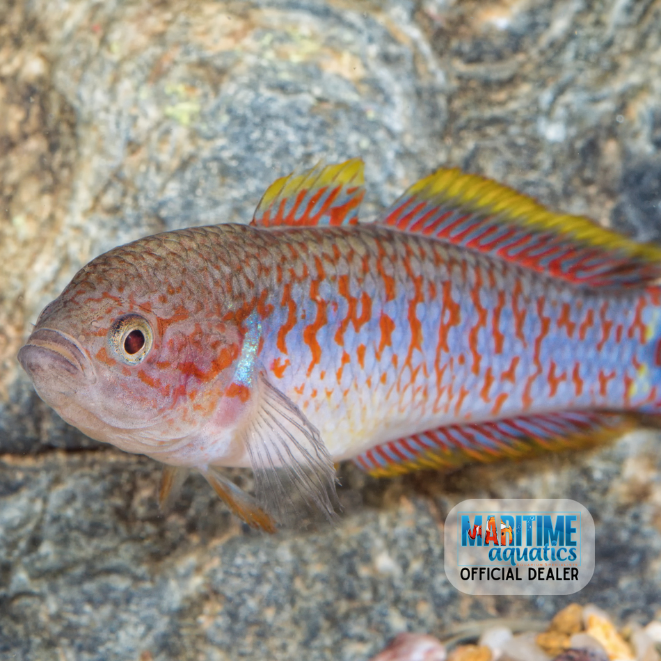 Goby Peacock Gudgeon (Tateurndina ocellicauda)