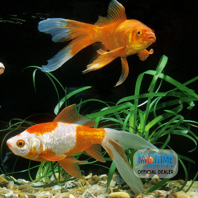 Comet Small (Carassius auratus)