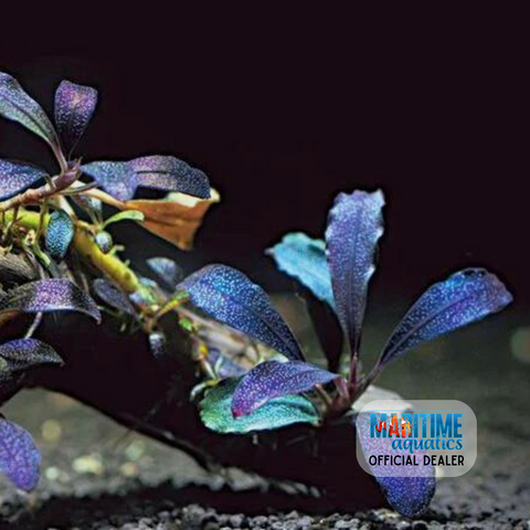 Bucephalandra brownie blue (Pot)