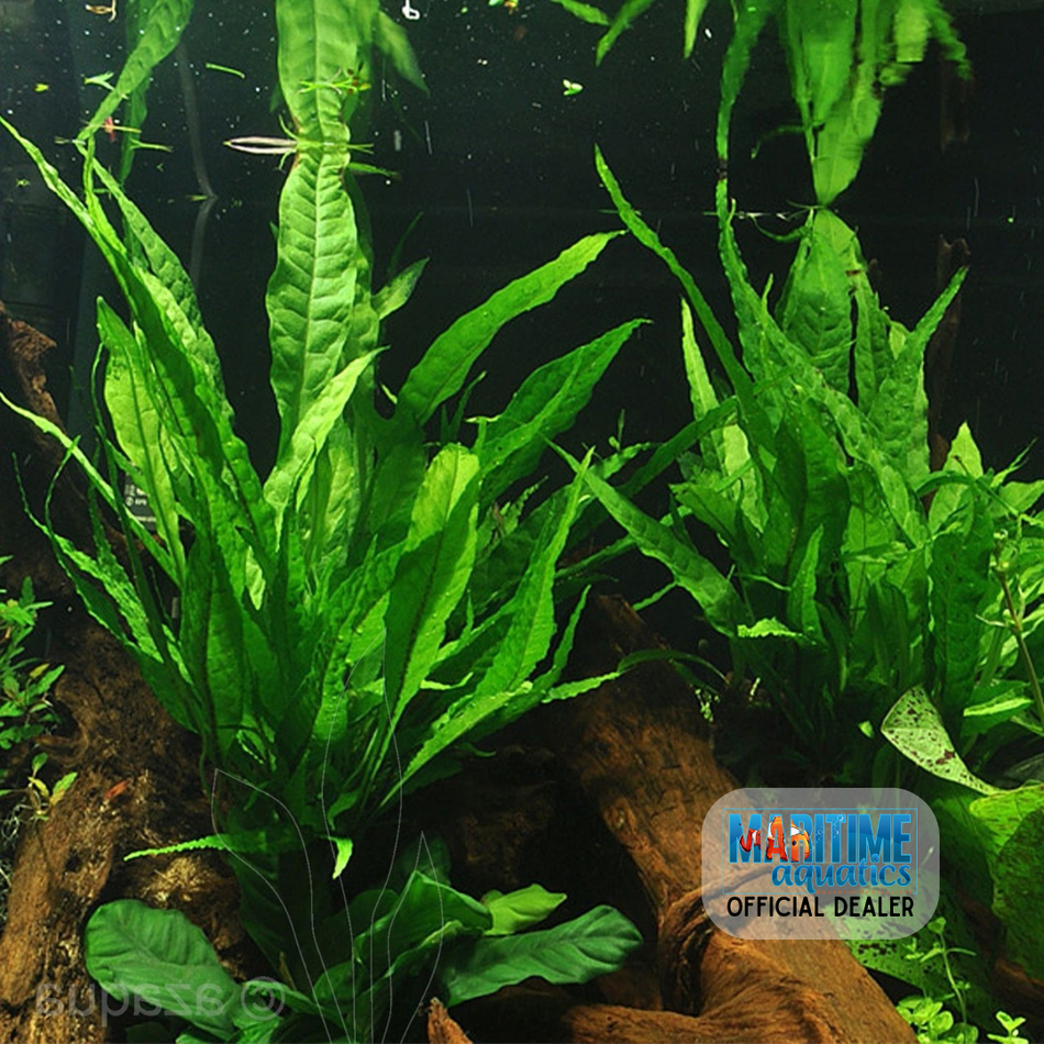 Plant Fern Java (Microsorum pteropus)