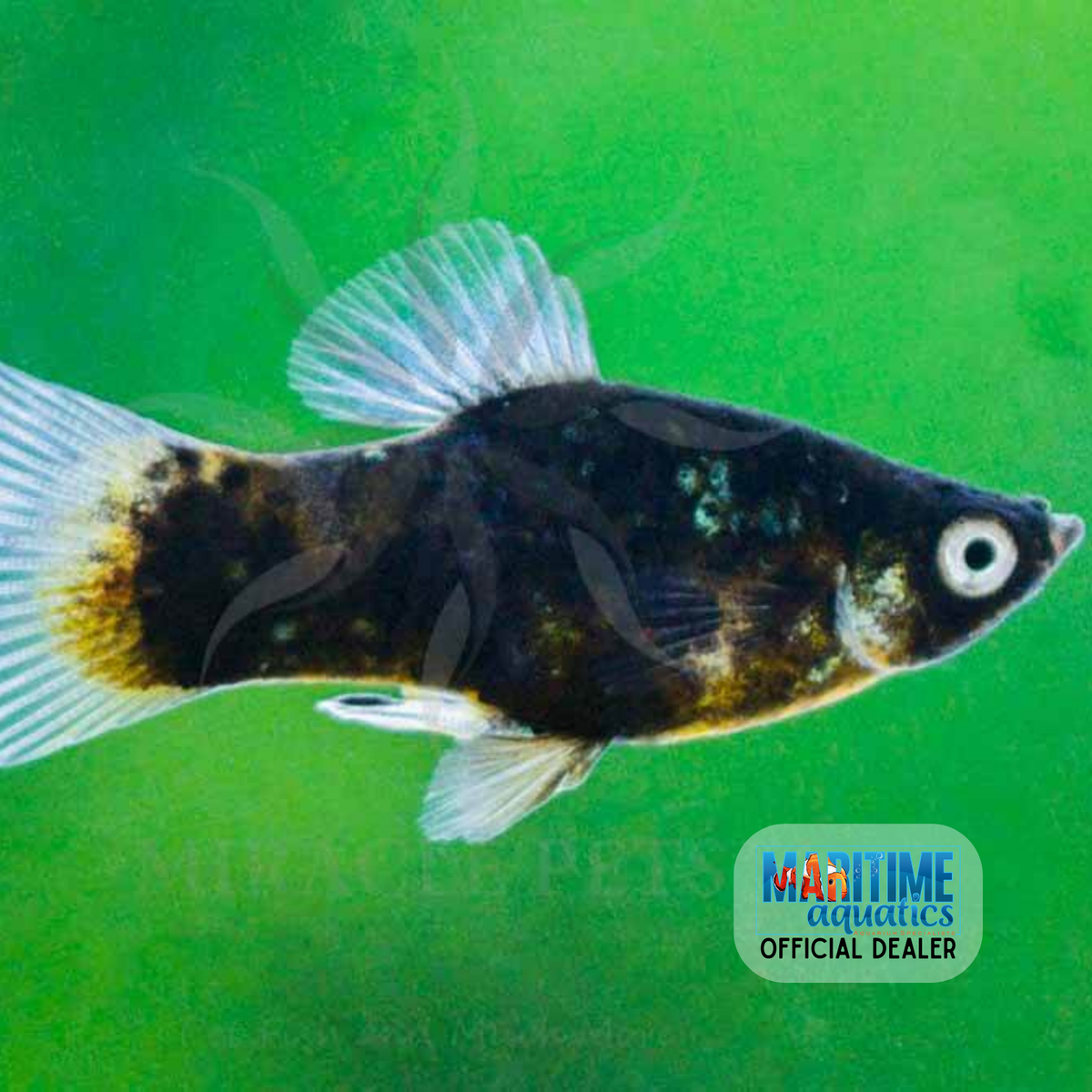 Platy Black Ghost Xiphophorus Maculatus platy-black-ghost-xiphophorus-maculatus