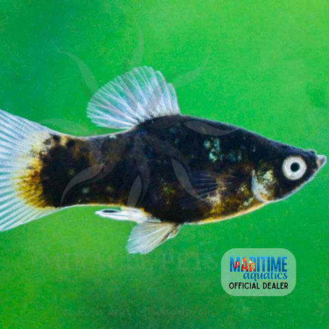 Platy Black Ghost (Xiphophorus maculatus)