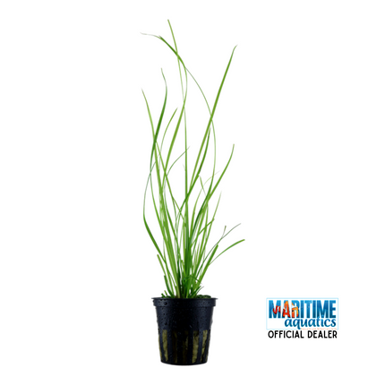 Cyperus helferi - Terracotta Pot