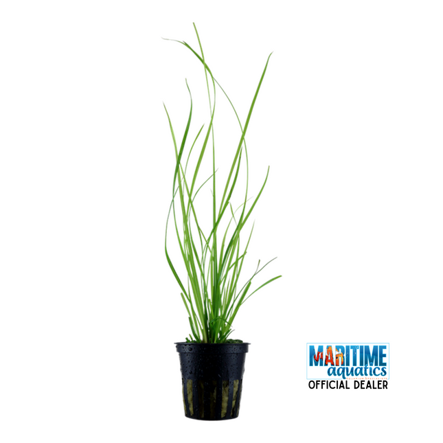 Cyperus helferi - Terracotta Pot