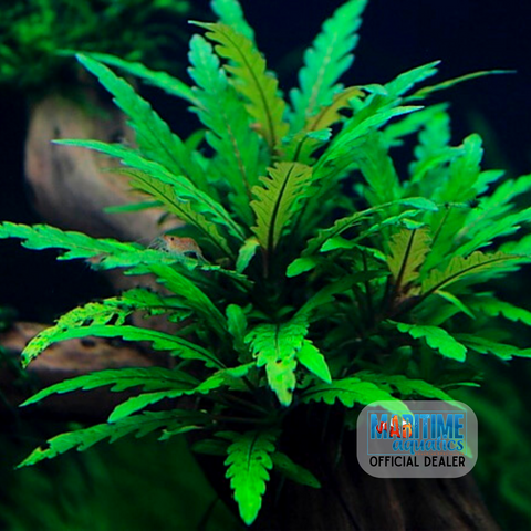 Hygrophila pinnatifida (Pot)