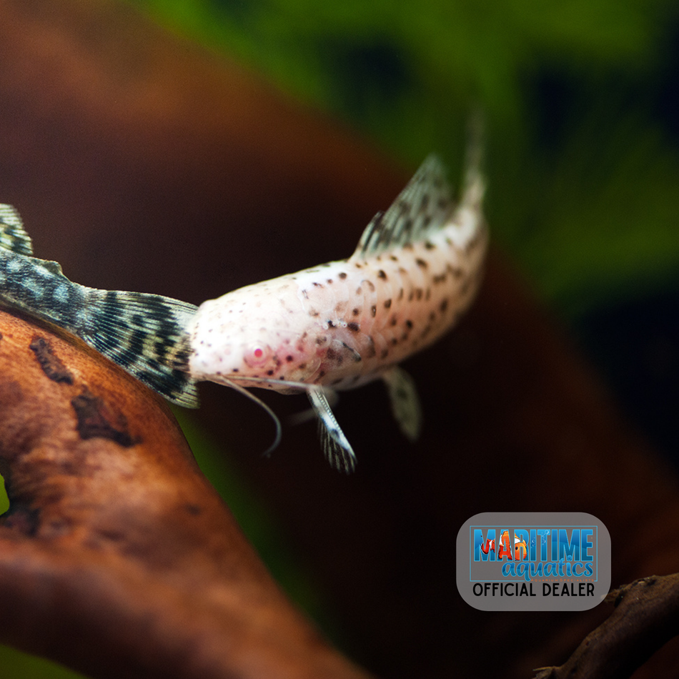 Catfish Albino Hoplo (Hoplosternum thoracatum)