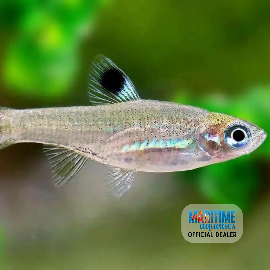 Rasbora Emerald Eye (Brevibora dorsiocellata)