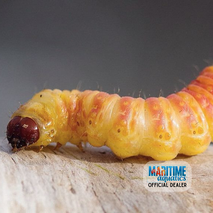 Butterworms