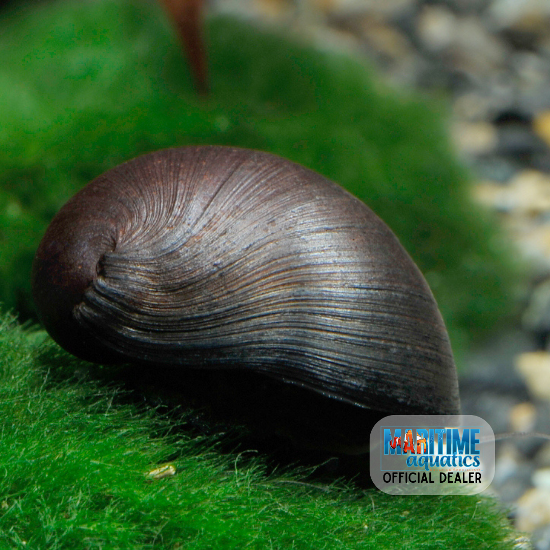 Snail Black Military Helmet (Neritina pulligera) – Summit Pets