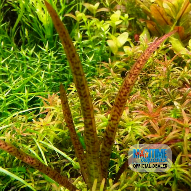 Vallisneria spiralis 'Leopard' (Terracotta Pot)