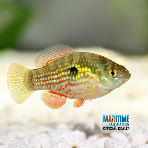 Killifish American Flagfish (Jordanella floridae)