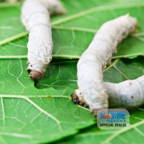 Silkworms