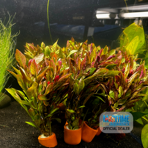 Alternanthera fi. bettzickiana 'Red’