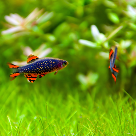 Rasbora Galaxy (Celestichthys margaritatus)
