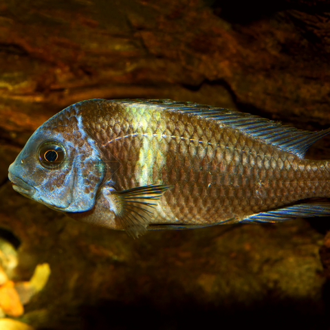 Cichlid Tropheus Duboisi (Aulonocara stuartgranti)