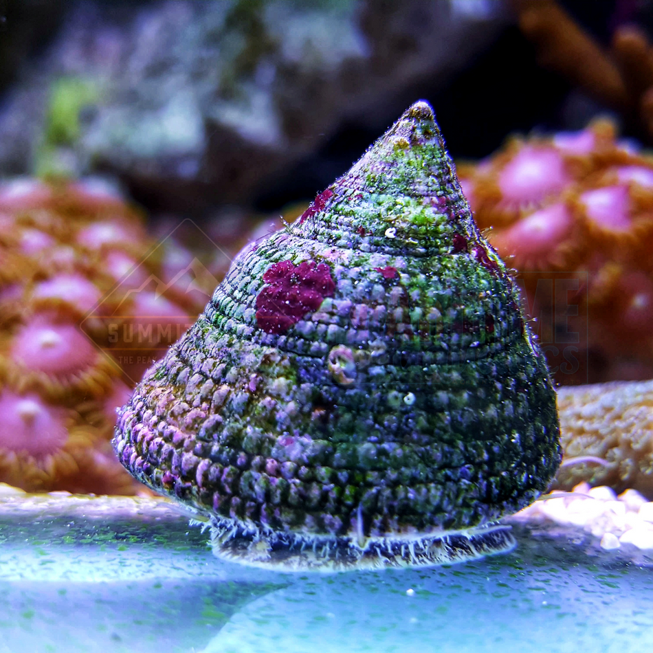 Banded Trochus Snail