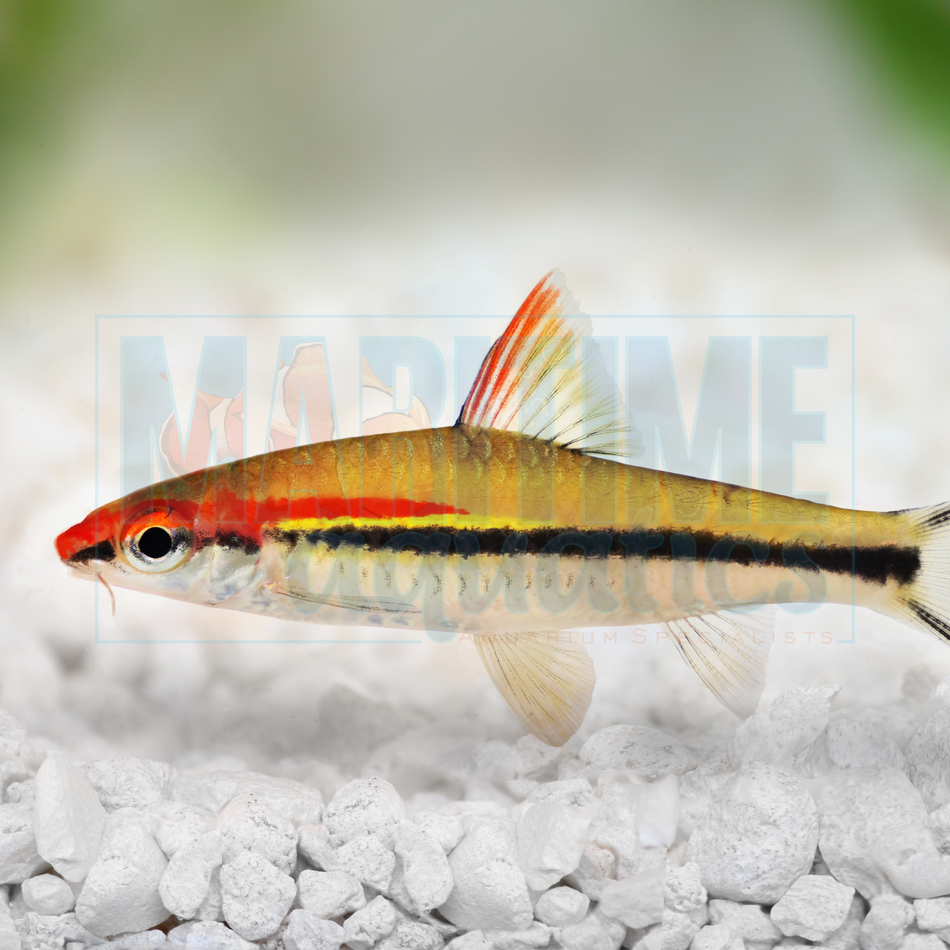 Barb Red Line Torpedo (Puntius denisonii)