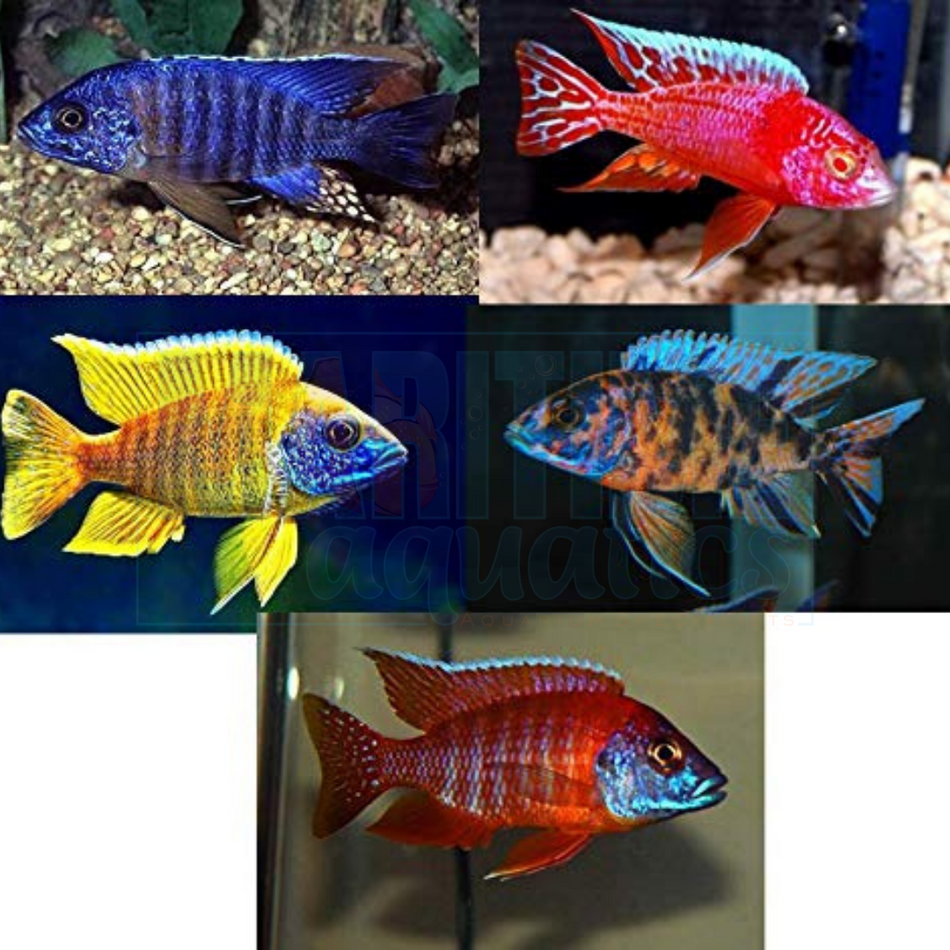 Cichlid Assorted Peacock (Aulonocara sp.)