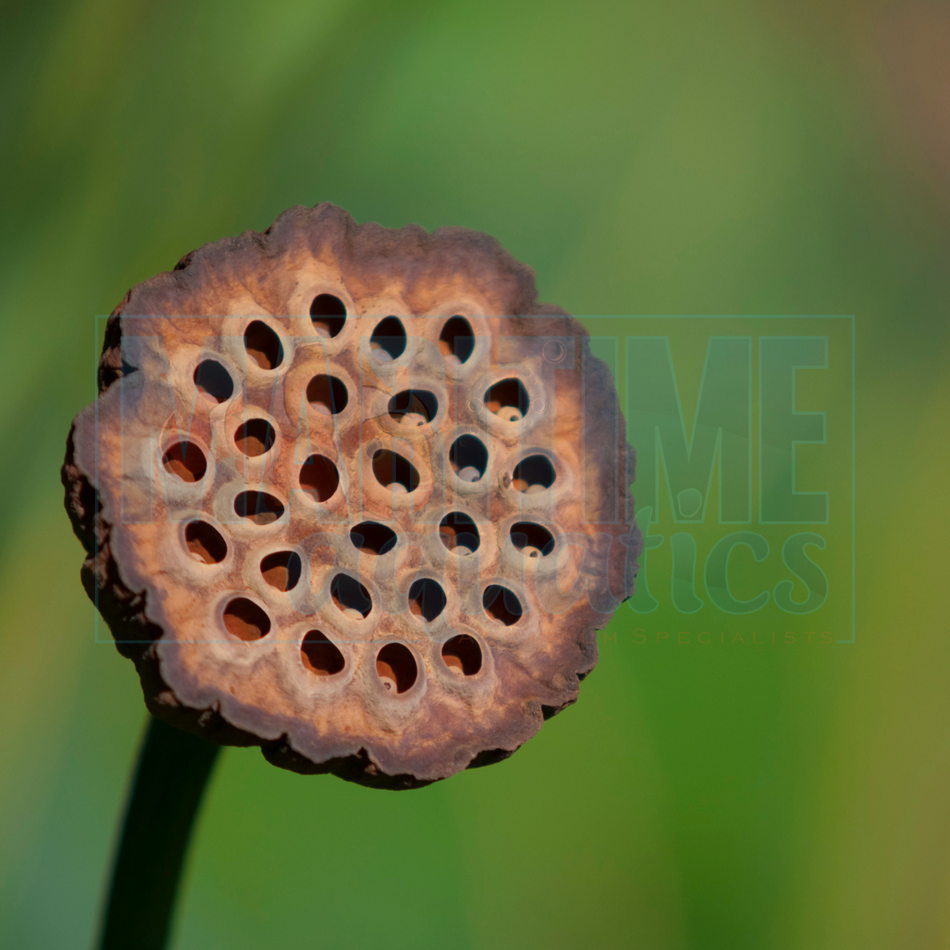 Lotus Seed Pod - Medium 3pk