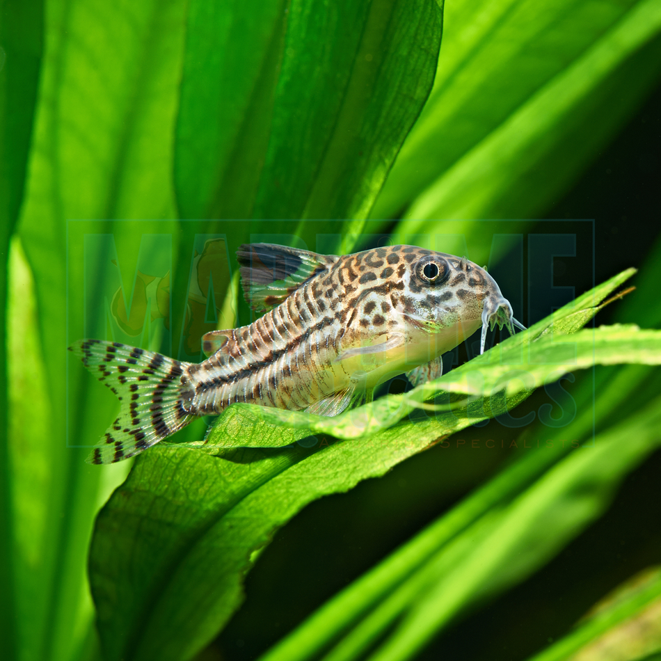 Corydoras Julii (Corydoras julii)