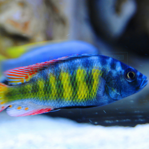 Cichlid Thickskin sp.44 (Haplochromis obliquidens)