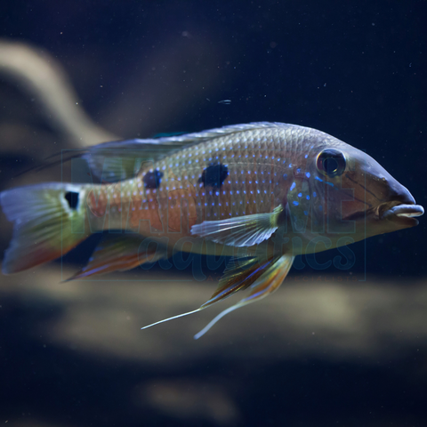 Cichlid Pearlscale Eartheater (Geophagus megasema)