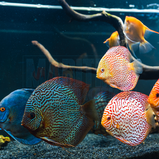 Discus Assorted ~2-3" (Symphysodon discus)