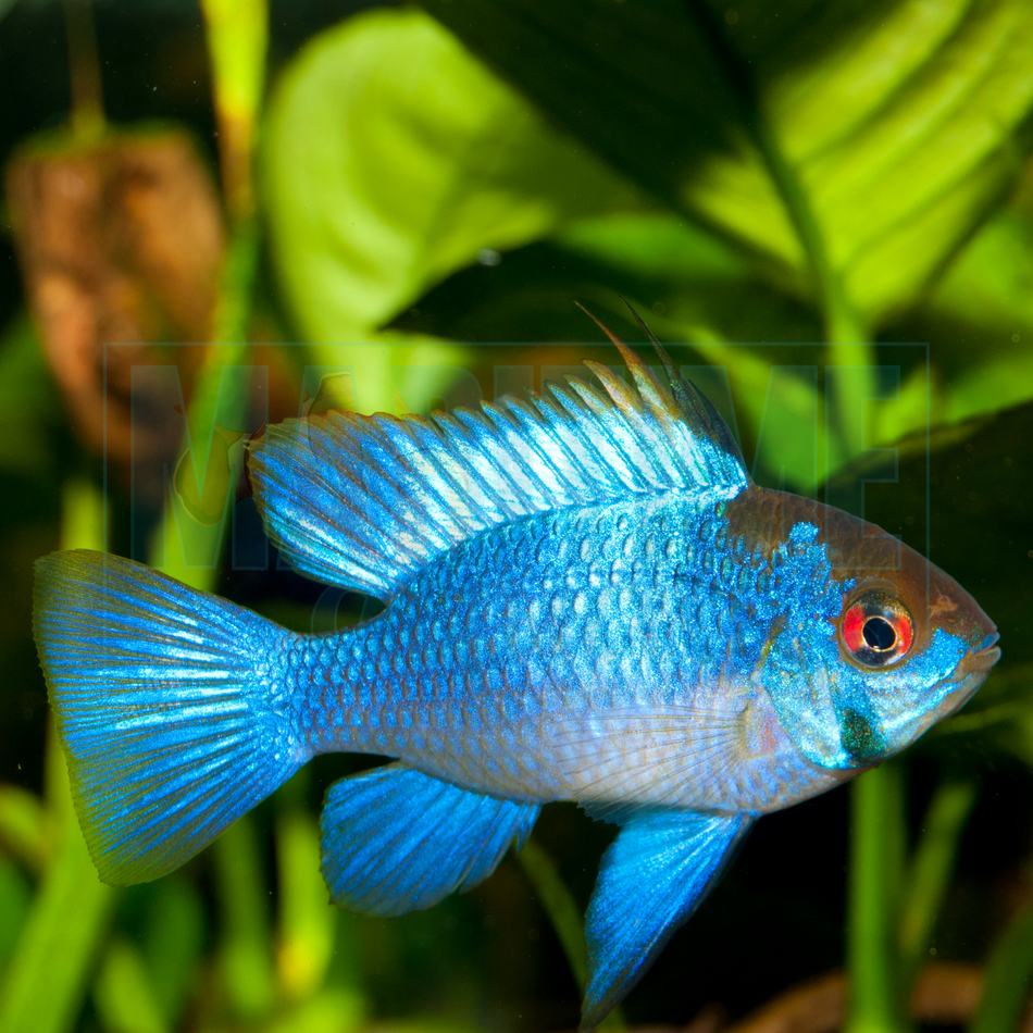 Ram Electric Blue (Mikrogeophagus ramirezi)