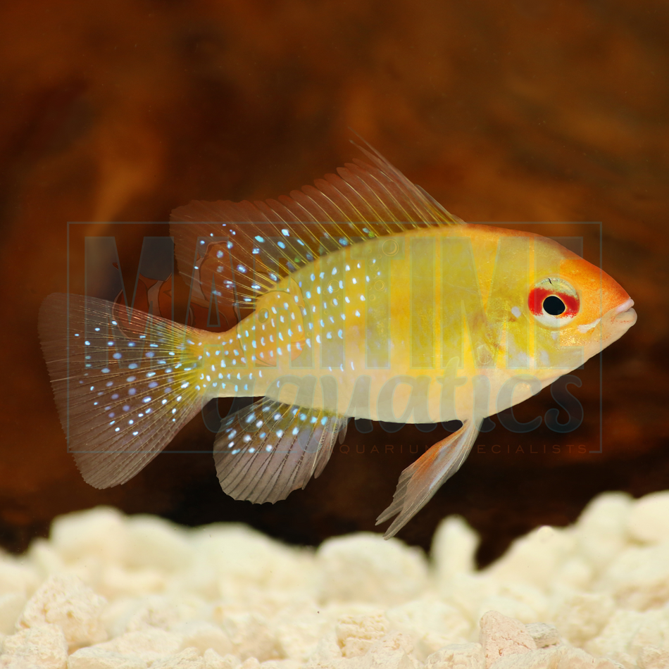 Ram Gold (Mikrogeophagus ramirezi)