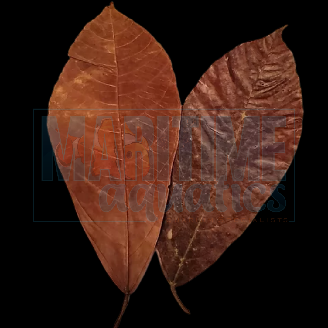 Cocoa Leaves - 6-10" 5pk