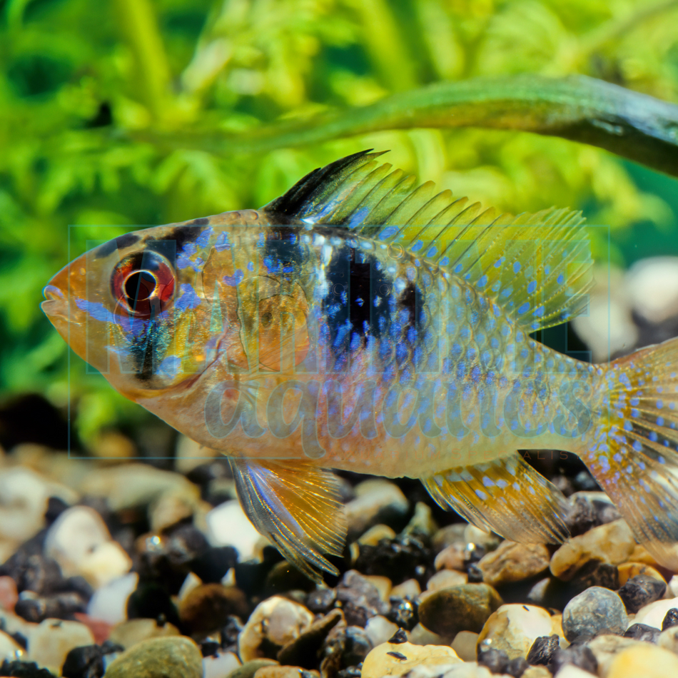 Ram Bolivian (Mikrogeophagus altispinosus)