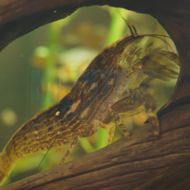 Shrimp Bamboo (Atyopsis moluccensis)