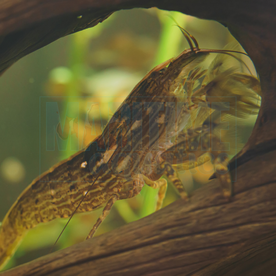 Shrimp Bamboo (Atyopsis moluccensis)