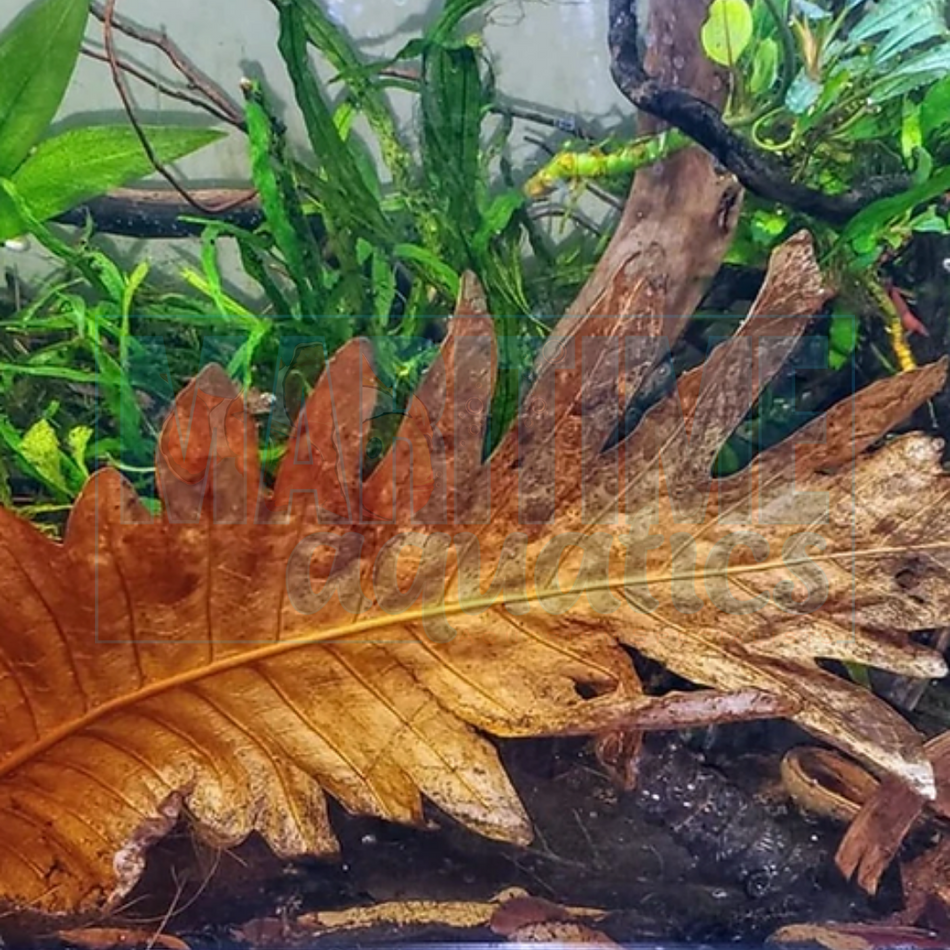 Oakleaf Fern - 3pk