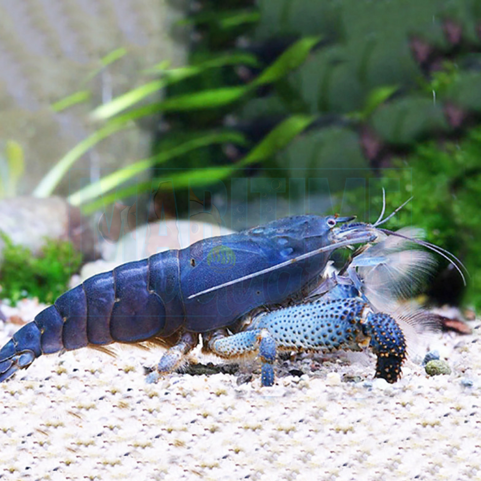 Shrimp Blue Cameroon (Vampire Shrimp) (Atya gabonensis)