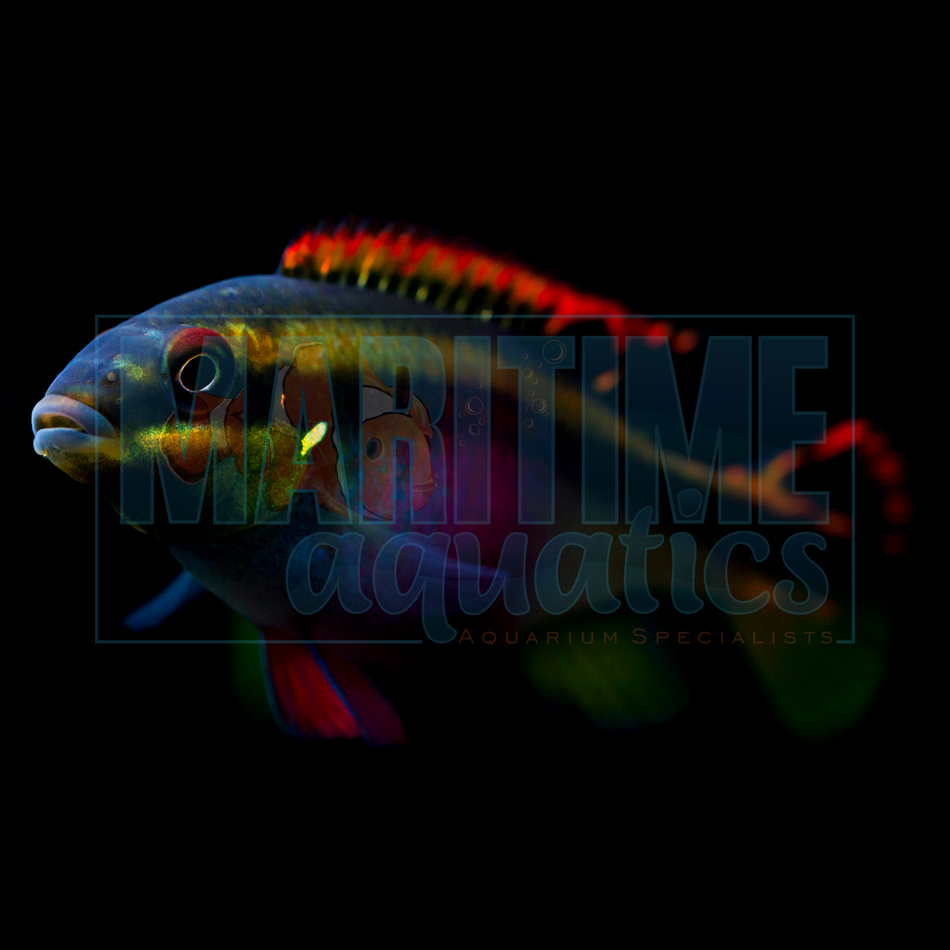 Cichlid Kribensis (Pelvicachromis pulcher)